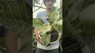 Tanaman hias endemic philodendron Birkin #namatanaman #jenistanamanhias #philodendron #trending