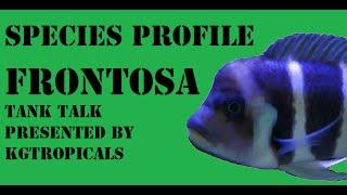 Species Profile Cyphotilapia Frontosa. Tank Talk Presented by KGTropicals