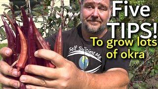 5 Tips How to Grow a Ton of Okra in a Raised Garden Bed