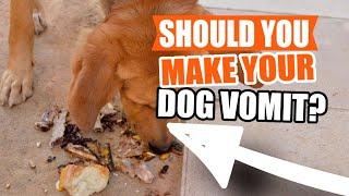 SHOULD YOU make your DOG VOMIT if he SWALLOWED something?