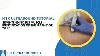 Ultrasound identification of the Semitendinosus muscle   'Raphe' or 'Veil'