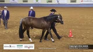 Performance Halter Stallions - 2024 AQHA World Championship Show