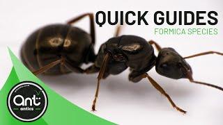 Quick Look Guide | Formica species (Wood Ants)