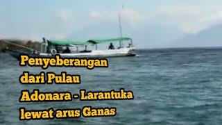 Begini cara nyeberang dari pulau Adonara ke Larantula