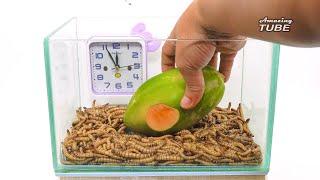 Mealworms VS Fruits  - Time Lapse