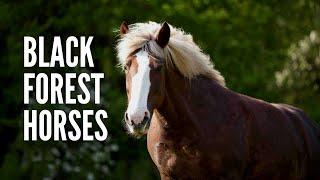 Black Forest Horses: Everything You Should Know