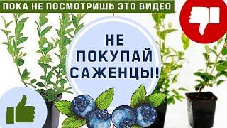 ГОЛУБИКА || НЕ ПОКУПАЙ САЖЕНЦЫ, ПОКА НЕ ПОСМОТРИШЬ ЭТО ВИДЕО! Как правильно выбрать и у кого купить!