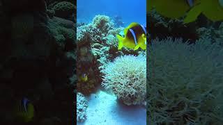 Beautiful Coral Reef Fish - Best underwater fishing takes- #shorts #fishing #underwater #gopro