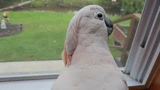 What Happens When A Cockatoo Doesn't Listen??