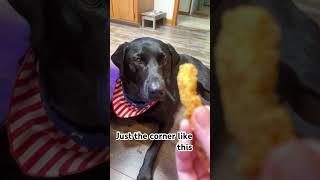 Just a small bite! #dog #funnydog