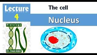 4-Nucleus-Cell- Histology