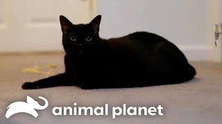 David’s Service Cat Salem Is a PROBLEM! | My Cat From Hell | Animal Planet