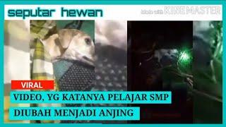 Viral video seorang pelajar SMP di Lombok diubah menjadi anjing | Seputar hewan