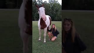 Horses love belly rubs too!