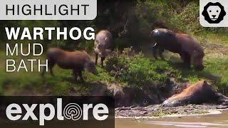 African Warthog Takes a Mud Bath - Live Cam Highlight