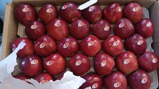 Solan Mandi Apple Market Update| Himalayan farming | Live Update