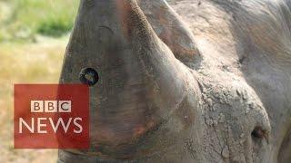 Rhino-cam: An insight from a rhino's point of view - BBC News