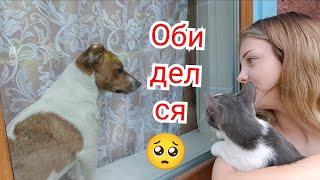 VLOG Бедный кот.Смогу ли поднять собаку? Ещё одна посылка