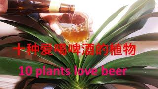 十种爱喝啤酒的植物 / 10 plants love beer