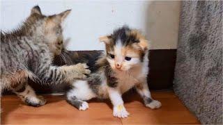 Tiny Kitten scared & crying because the bigger Kitten keeps biting her