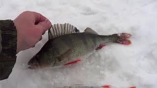 Рыбалка на окуня в глухозимье. Какие снасти нужны для успешной ловли окуня со льда в глухозимье.