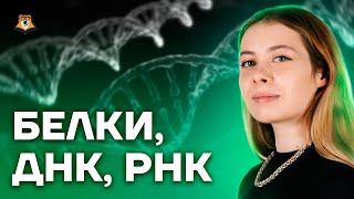 Белки, ДНК, РНК | Биология ЕГЭ 10 класс | Умскул