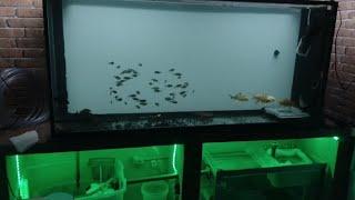 alimentando meus 3 alevinos de trairão tornasol com filé de tilápia #aquariojumbo #trairao #aquario