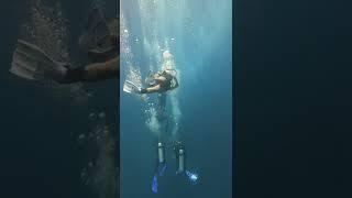 She said she will DIVE NAKED for her 100 Dive | Scuba Diving in Koh Tao, Thailand | Part 1 | #shorts