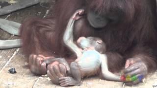 오랑우탄 보미와 새끼 ( Orangutan Mom & Baby )