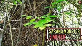 Panen Sarang Lebah Terbesar| Tawon Gong Paling Ganas