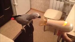 Parrot vs Hair dryer