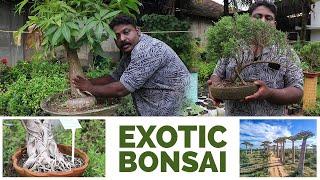 Exotic Bonsai Collection at Kumar Nursey Kollam - ബോൻസൈ