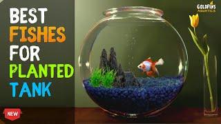 Top 5 FISHES FOR BOWL | Best fishes for PLANTED BOWL