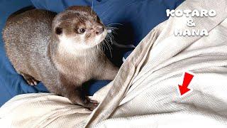 Otter Frantically Trying to Find Otter Hiding Under The Sheets