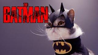 BatCat Movie Trailer | Batman Cat