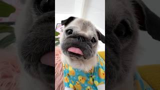 Close-up puggies  #dog #pug #shorts