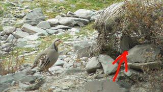 Шикори Кабк Keklik avi tuzakla Охота на куропатка Partridge hunting Kabk shikar شکار کبک Chukar avi