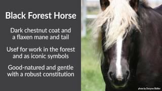 Unusual Horses: Black Forest Draft