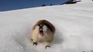 Angry Norwegian lemmings are the bravest of them all