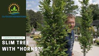What in the world is a European Hornbeam? | Plant Spotlight