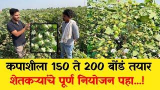 कपाशीला लागलेय 150 ते 200 बोंड घ्या पूर्ण महिती कसे होते नियोजन / Kapus top variety / kapus lagvad