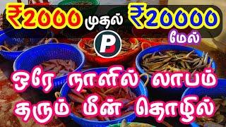 ஒரேநாளில் ₹2000 முதல் ₹20000 துக்கும் மேல் லாபம் ஈட்டும் மீன் தொழில் | 2000 to 20000 profitable fish