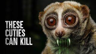 How to Survive the Top 5 Cutest Animals That Can Kill You