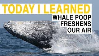 TIL: Whale Poop Freshens Our Air | Today I Learned