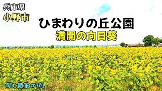 【兵庫県小野市】「ひまわりの丘公園」の向日葵　母と散策＃301