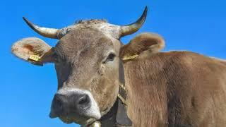 Cow Sound Effect Moo (10Hours)