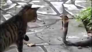 Snake Kills Cat Very Badly