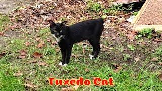 Tuxedo Cat and Tabby Cats In This Area