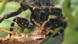 Giant water bug, frog slayer!