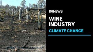 Wine industry calls for stronger action on climate change after horror season  | ABC News